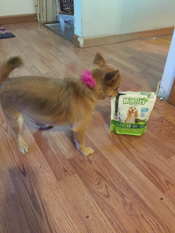 So when I was given the chance to try some treats from Vet IQ's Pet Treats I knew our dogs would be pretty excited!