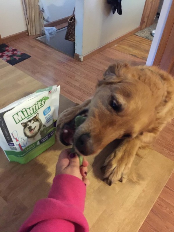 So when I was given the chance to try some treats from Vet IQ's Pet Treats I knew our dogs would be pretty excited!