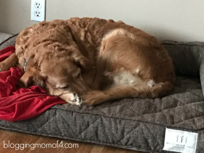 Our pets are our family so they deserve the best too, right? Lily loves her new Brentwood Home Deluxe Pet bed. Look at how cute she is sleeping in her bed!
