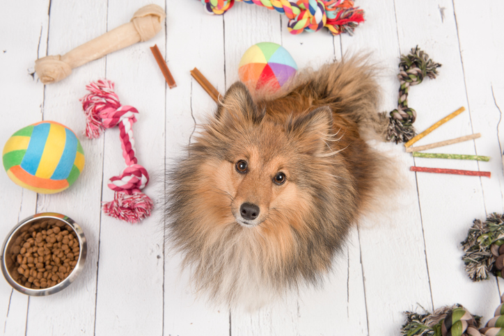 DIY Toys & Treats for Your Pup - Written by Nat Smith, Rover.com community member. Rover is the nation's largest network of 5-star pet sitters and dog walkers.