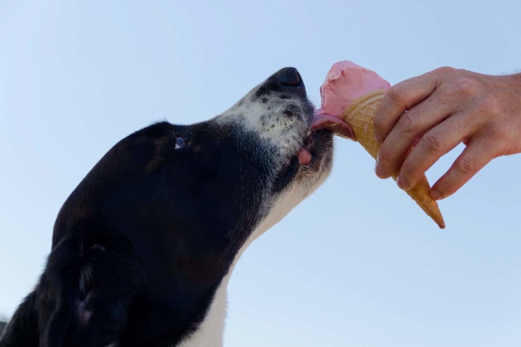 dog licking ice cream