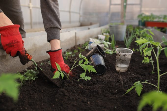 woman gardening