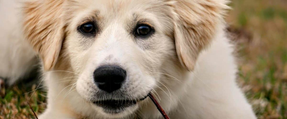 Great Pyrenees vs. Kuvasz: What’s the Difference?