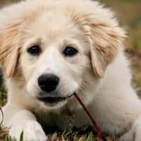 white long coated dog lying on green grass field during daytime