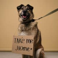Adorable German Shepherd with a cardboard sign asking for adoption.
