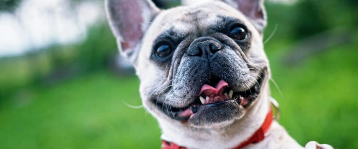 Best Habits to Keep Your Dog Healthy