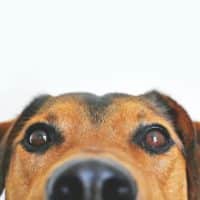 Closeup Photo of Brown and Black Dog Face
