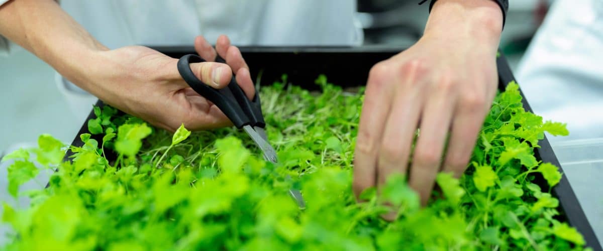 How Going Green Makes You Healthier