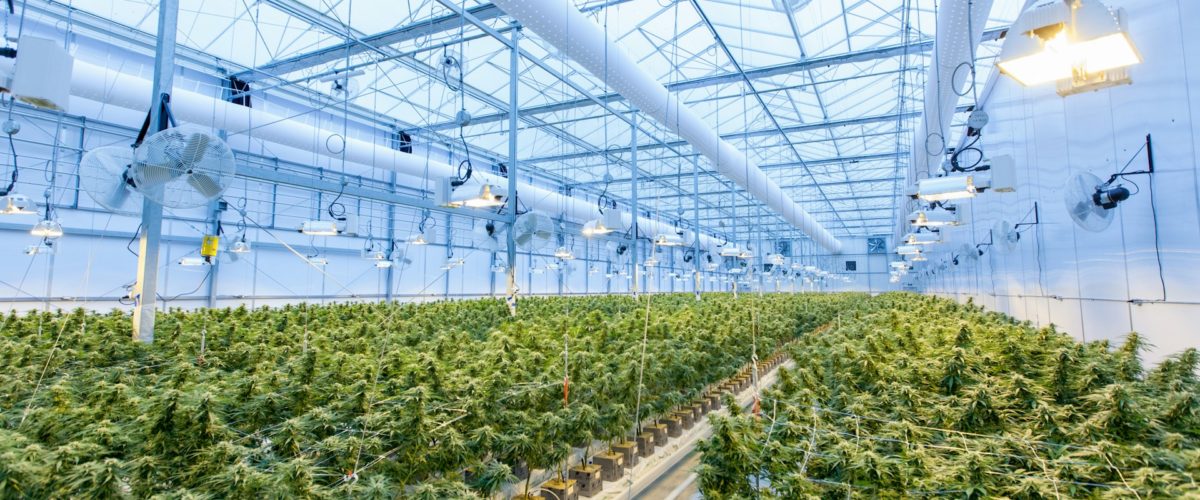 Botanical Innovators Blending Science, Business, and Nature