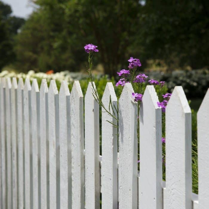 pink petaled flowers blooms near fence
